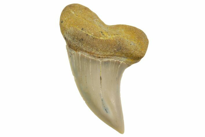 Fossil Shark Tooth (Carcharodon planus) - Bakersfield, CA #363978
